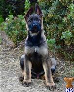 german shepherd puppy posted by Yosemite _Shepherds